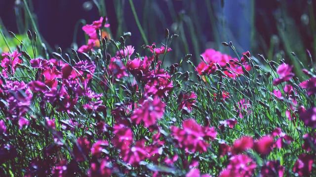 Bunga Indah Berwarna Ungu смотреть онлайн