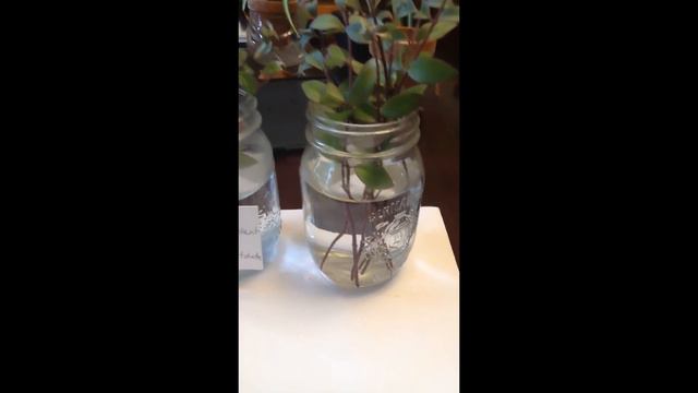 How to propagate roots faster. смотреть онлайн