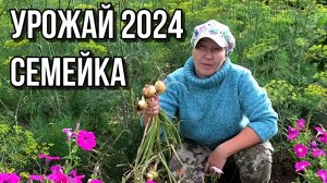 Семейный лук. Семена, севок и урожай 2024 года.