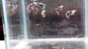 гуппи дракон