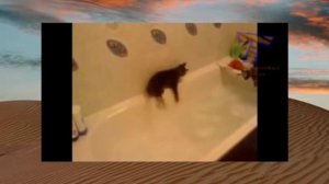 коты не любят мыться  Cats just don't want to bathe - видео с животными