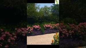 Гортензия в ландшафтном дизайне ?||√Вашего сада|| Обзор приусадебного участка?