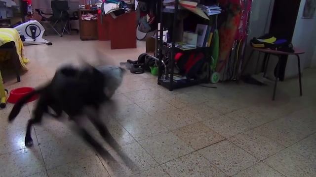 Две собаки два друга росли вместе и встретились после долгой разлуки смотреть онлайн