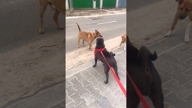 Sharpei and other dogs ???? Шарпей и другие собаки ?