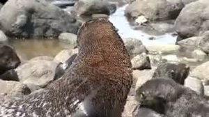 Долина гейзеров и другие природные достопримечательности Камчатки