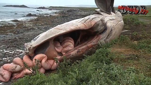 THE NASTY EXPLODING WHALE COMPILATION BURSTING GUTS+INTESTINES EXPLODE DEAD CARCASS GAS BLOW UP смотреть онлайн