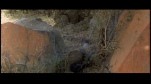 Наверно боги сошли с ума