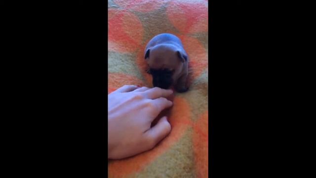 3х недельный щенок чихуахуа