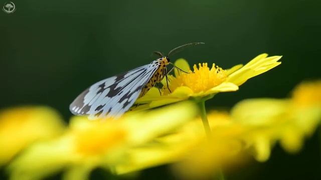 Музыка успокаивает, успокаивает нервную систему и радует душу - музыка лечит сердце смотреть онлайн