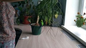 Какой длины листья? Моя бокарнея (нолина, слоновья нога). Уход и содержание в домашних условиях
