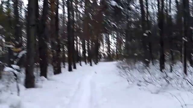 Снег. Засыпало снегом в ноябре. Красивый снежный лес