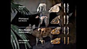 Эволюция лошади