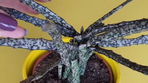 DEAD STICK PLANT CARE TIPS | Euphorbia Platyclada Dead Stick plant | How to take care of euphorbia