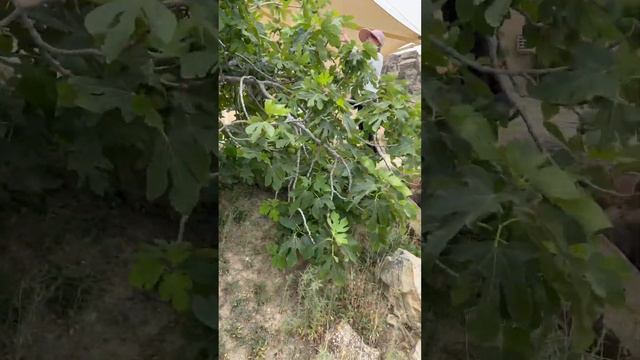 Plucking fig fruit from tree, Baku# high fibre # antioxidants # bone health # medicinal fruit# tami