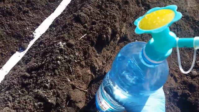 Посев моркови без прореживания.