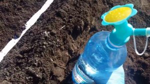 Посев моркови без прореживания.