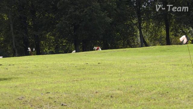 Borzoi Adarina Elegant Amber. Twin Cup 2017, Latvia. смотреть онлайн