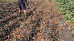 Самый лёгкий способ убрать ботву с грядки картошки. Начинаем убирать ботву с грядки