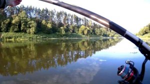 Ловля в проводку на пшеницу плотва голавль