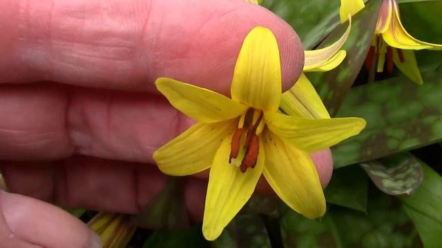 Bulb Log video diary supplement Erythronium americanum смотреть онлайн