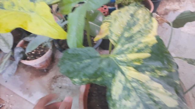 My Beautiful Syngonium Aurea | Rare Syngonium Indoor Plant #gardening #plants #indoorplants #rare смотреть онлайн