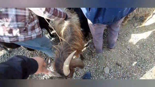 Молбозори Душанбе Ленский Район/нархҳои моли майда/ 20.10.2021 смотреть онлайн