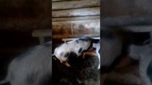 У свиней плохой аппетит.Крольчиха.Поросята не едят комбикорм.