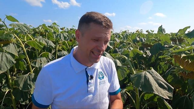 Отечественные гибриды подсолнечника. Есть ли разница с иностранными? #агроменеджеры