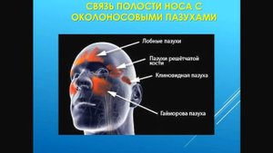 ВЕРХНИЕ ДЫХАТЕЛЬНЫЕ ПУТИ: НОС И НОСОГЛОТКА. В средний ход открывается перед. и сред. ячейки решет.