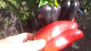 ПЕРЕЦ "ПУРПУРНЫЙ КОЛОКОЛ" САДИТЬ БОЛЬШЕ НЕ БУДУ! Ольга Чернова.