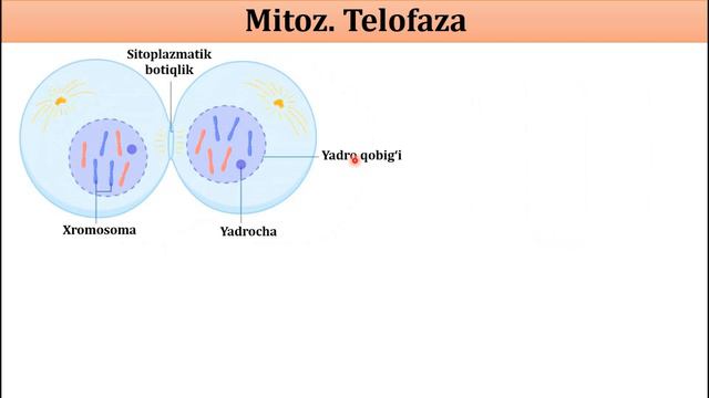 MITOZ va MEYOZ смотреть онлайн
