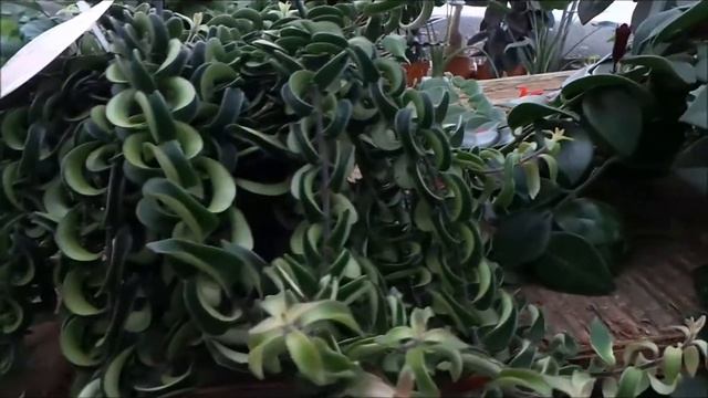 Lipstick houseplants, Aeschynanthus 'Mona Lisa' and A. 'Twister'. смотреть онлайн