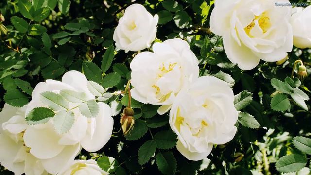 КРАСИВАЯ МУЗЫКА ДЛЯ ДУШИ! Эту музыку можно слушать вечно! Лучшая музыка Сергея Грищука #5 смотреть онлайн