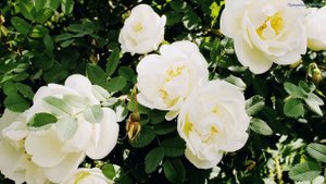 КРАСИВАЯ МУЗЫКА ДЛЯ ДУШИ! Эту музыку можно слушать вечно! Лучшая музыка Сергея Грищука #5