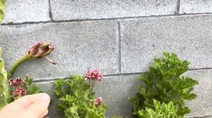 Sukulentleri sabah turu