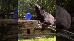 Показательное кормление нашей любимой гималайской медведицы Мухи в зоосаде "Приамурский"!