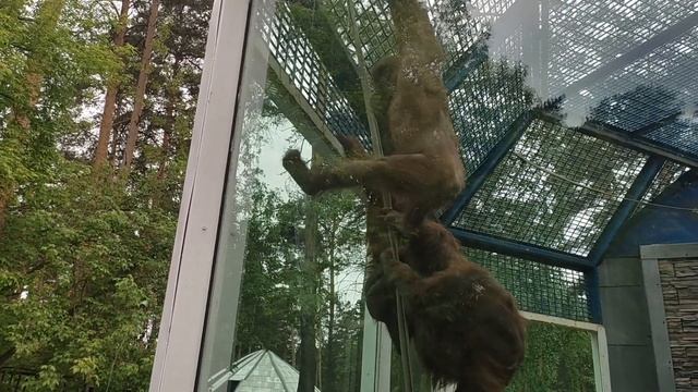 Novosibirsk ZOO. Новосибирский Зоопарк. Небольшая видеозарисовка.