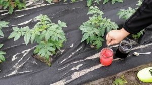?ПОДКОРМКА ТОМАТОВ В ОТКРЫТОМ ГРУНТЕ ДЛЯ ОБИЛЬНОГО УРОЖАЯ.?