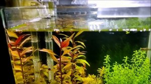 Аквариум #Dennerle_20L с формозами.  Три месяца после запуска.