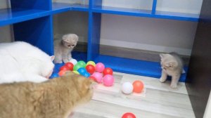Funny And Cute Kittens Vs 1000 Balls 😍