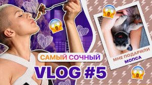 VLOG 5 | МНЕ ПОДАРИЛИ МОПСА | СНИМАЕМ КЛИП | СТУДИЯ ДОМА