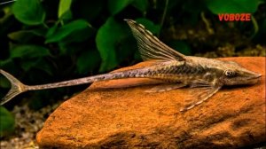 Стурисома Панамская в аквариуме. Содержание, совместимость, разведение, чем кормить.