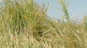 20231011 RF70-200mm F2.8 L IS USM