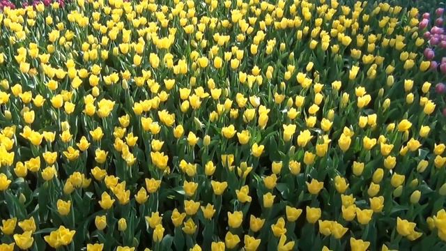 Om Mani Padme Hum - Versión Original - Mantras Tibetanos music смотреть онлайн