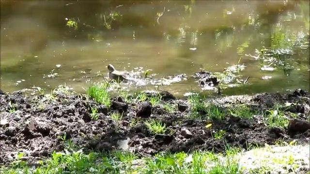 Птица купается в озере Сад Шевченко Харьков Bird bathes in lake смотреть онлайн