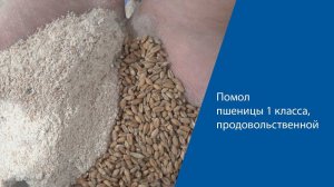 Помол  пшеницы 1 класса на помолочном комплексе "Ударник"