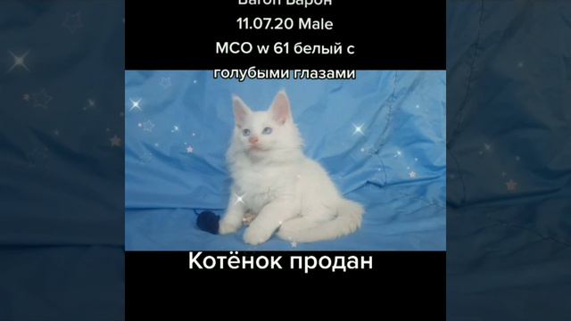 Белый голубоглазый котёнок мейн-кун Барон.