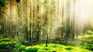 Успокаивающая музыка