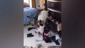 Самые смешные животные _ Приколы с котами и собаками 2023 _ LA #38