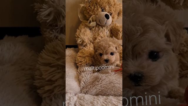 www.maltipoomini.ru  мини девочка мальтипу мини с мимишной внешностью , доступна для бронирования 🐕